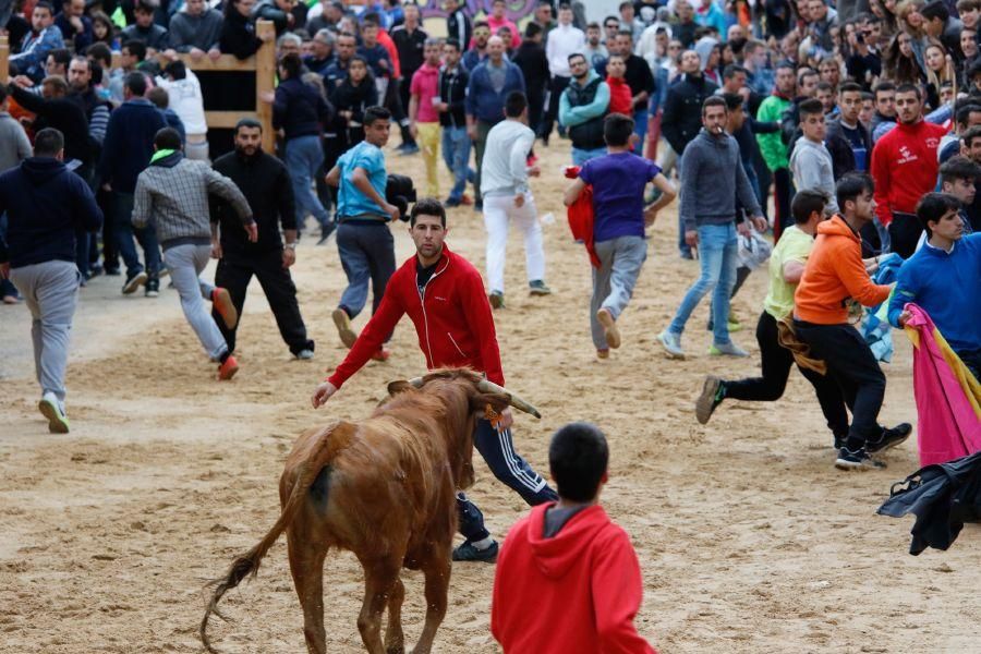 Encierros en Morales del Vino