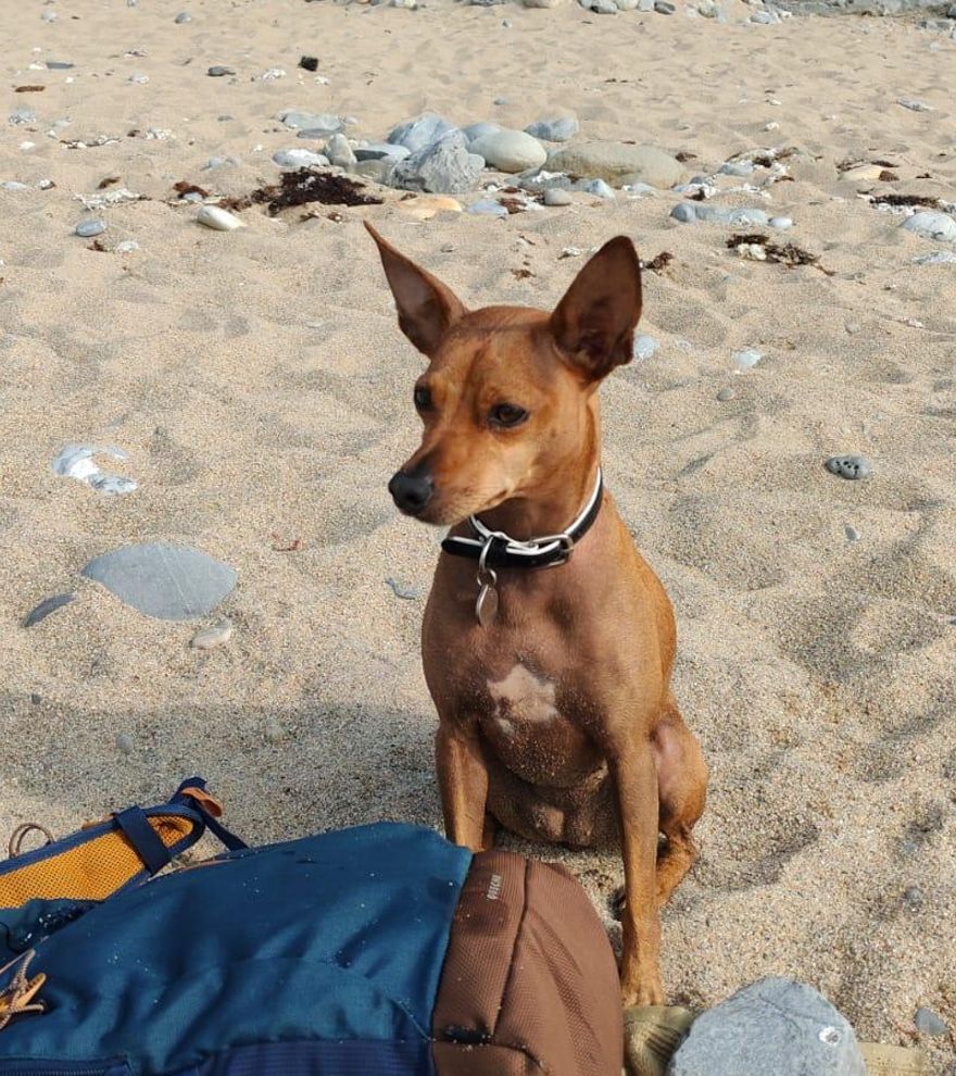 Alerta de altas temperaturas, así es como puedes proteger a tu perro: &quot;Podría morir&quot;