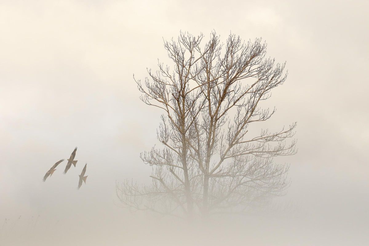 &quot;Cometas en la niebla&quot;.