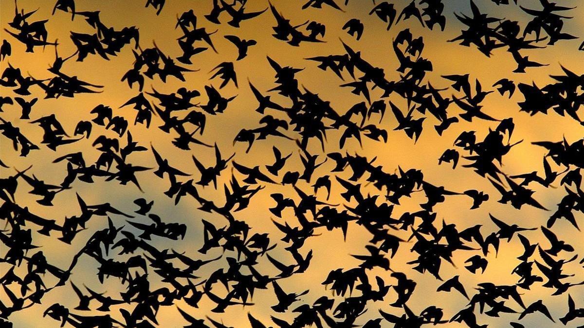 zentauroepp2381123 hundreds of sparrows fill the sky  above the city of ponteve181210164334