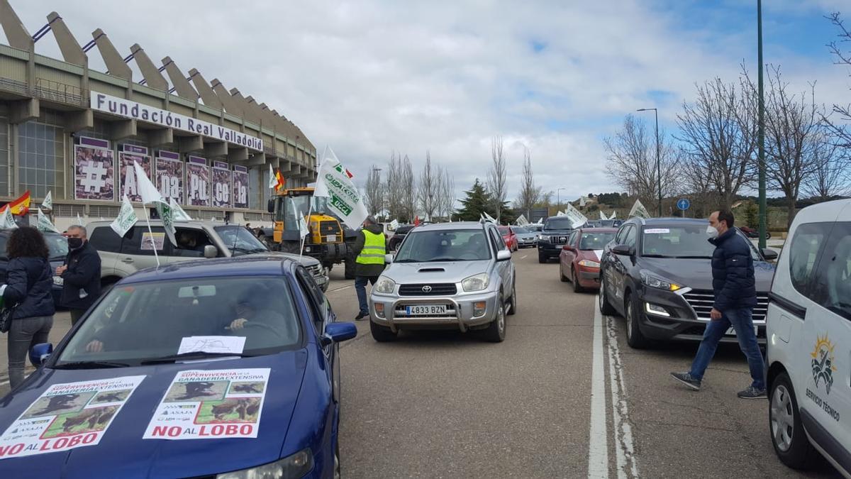 Manifestación en Valladolid contra el blindaje del lobo