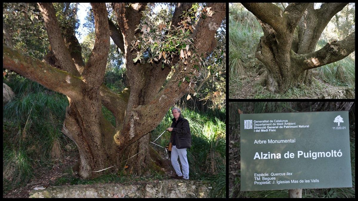 encina alzina puigmoto begues