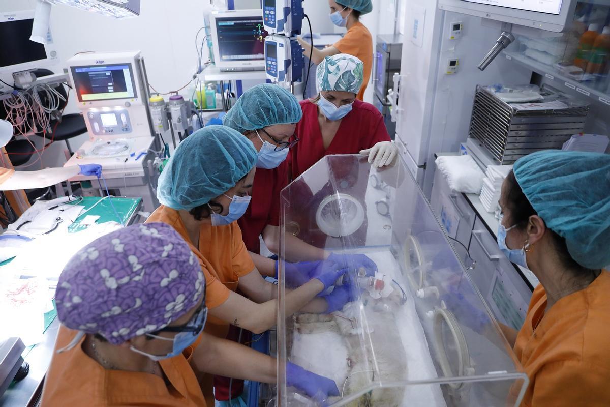 La placenta artificial diseñada por Sant Joan de Déu y el Clínic con una oveja prematura.