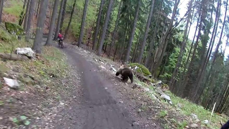 El ataque de un oso a un ciclista que han visto 7 millones de personas por youtube