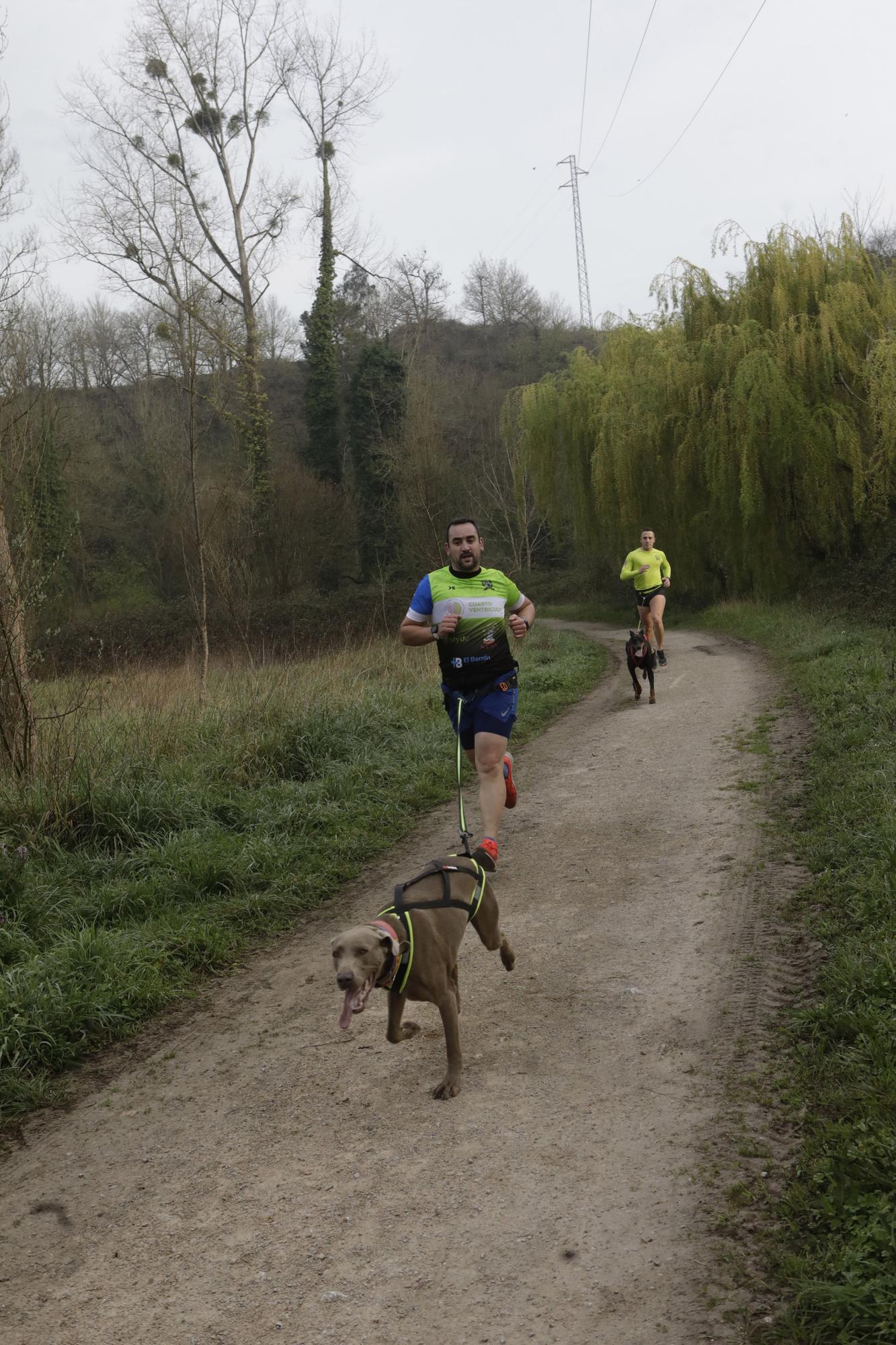 Los corredores del Celtastur de Llanera y sus perros preparan el Mundial en La Morgal: cuatro de sus integrantes estarán en la cita de Plédran (Francia)