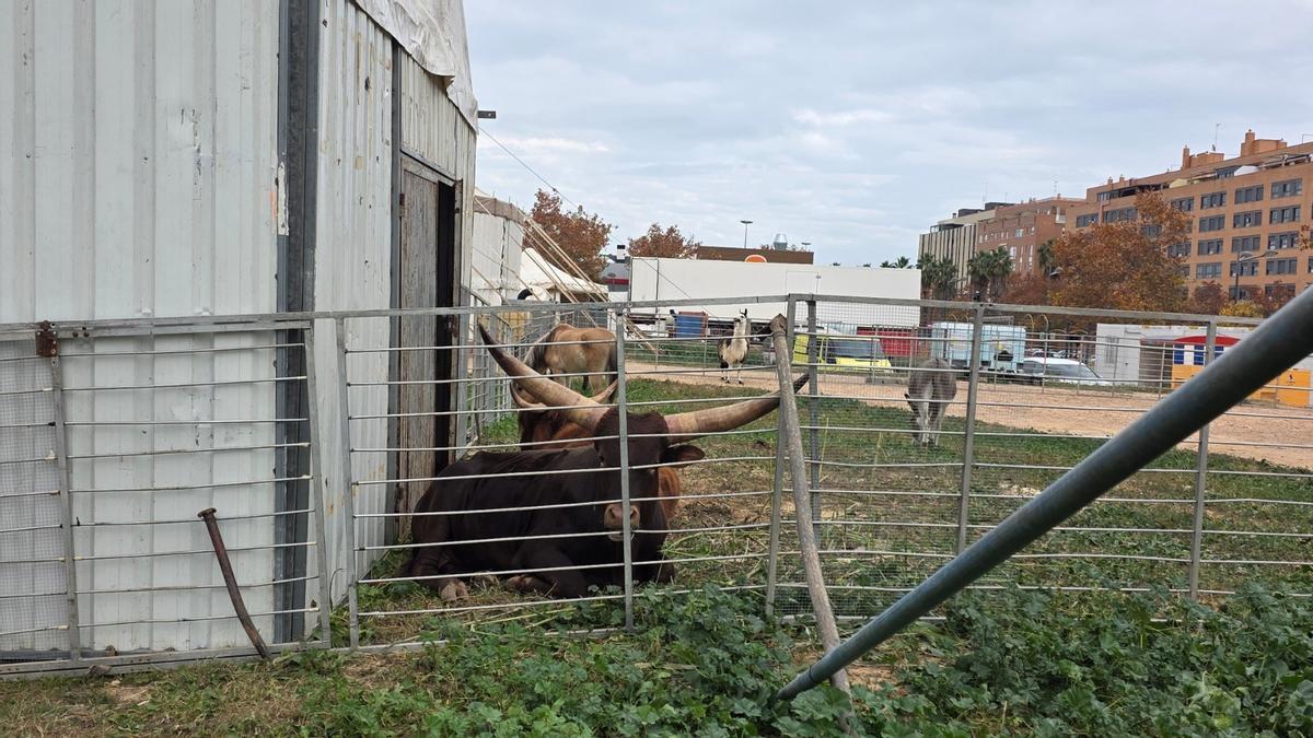 Una de las vacas watusi, junto a la puerta del establo