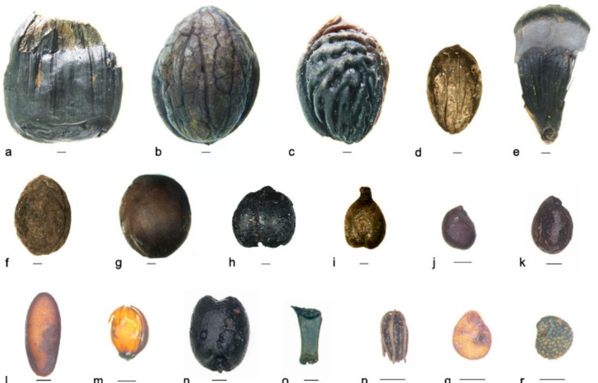 Restos de árboles y plantas hallados en Areal,entre otros, castaña (a), nuez (b), melocotón (c), aceituna (d), vid (i) y morera (k).   | // FUENTE: ANDRÉS TEIRA