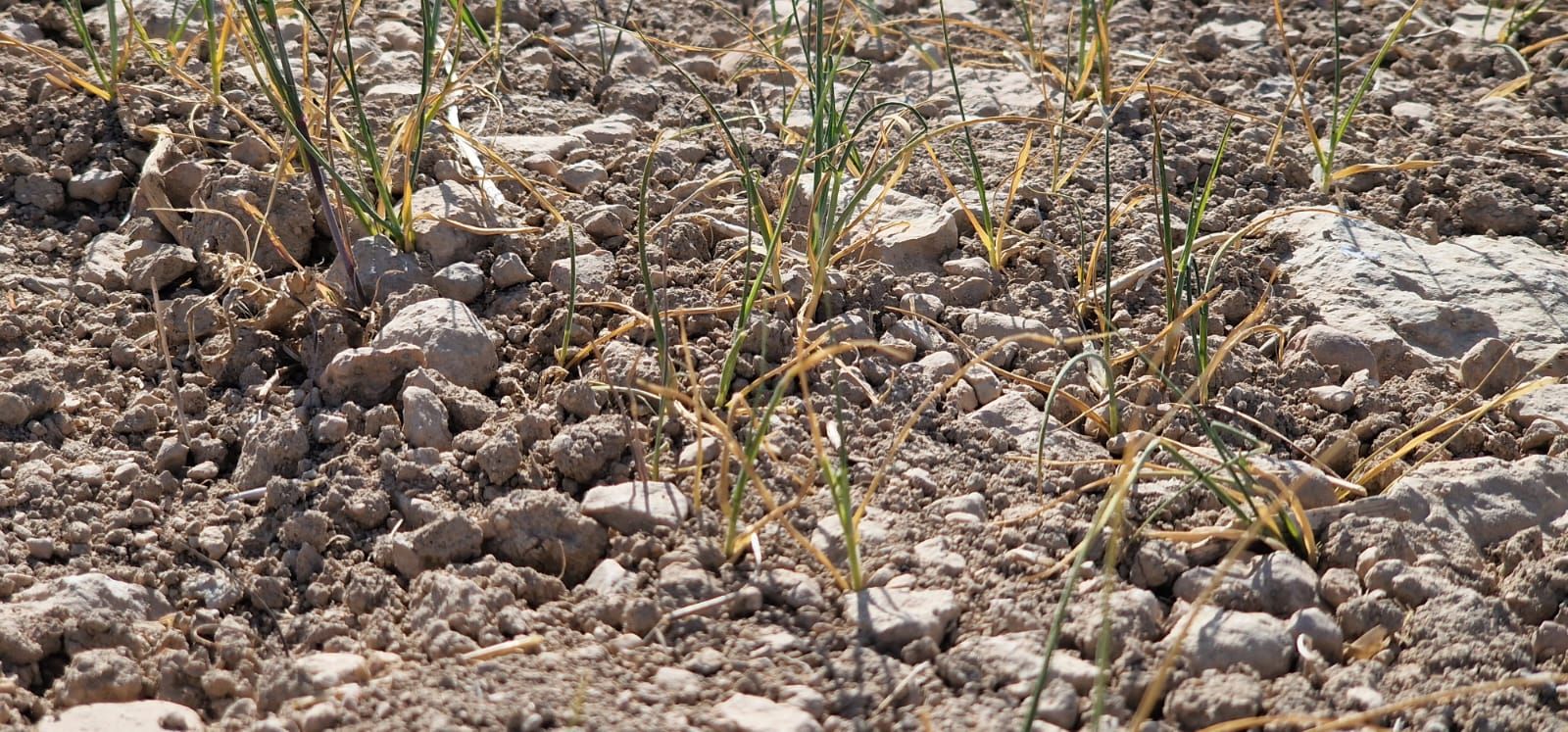 Efectos de la sequía sobre cultivos de cereal y montes en la Junquera, El Moralejo (Caravaca de la Cruz).