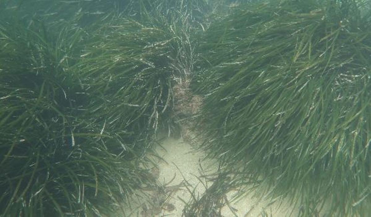 Aspecto de la pradera en la estación de muestreo Molins-Bovetes.