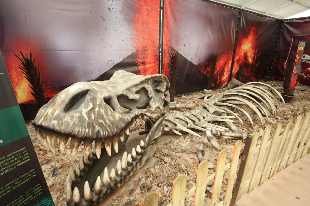 Así fue la exposición 'Dinosaurs Tour', que llegará a Mallorca, durante su paso por Ibiza