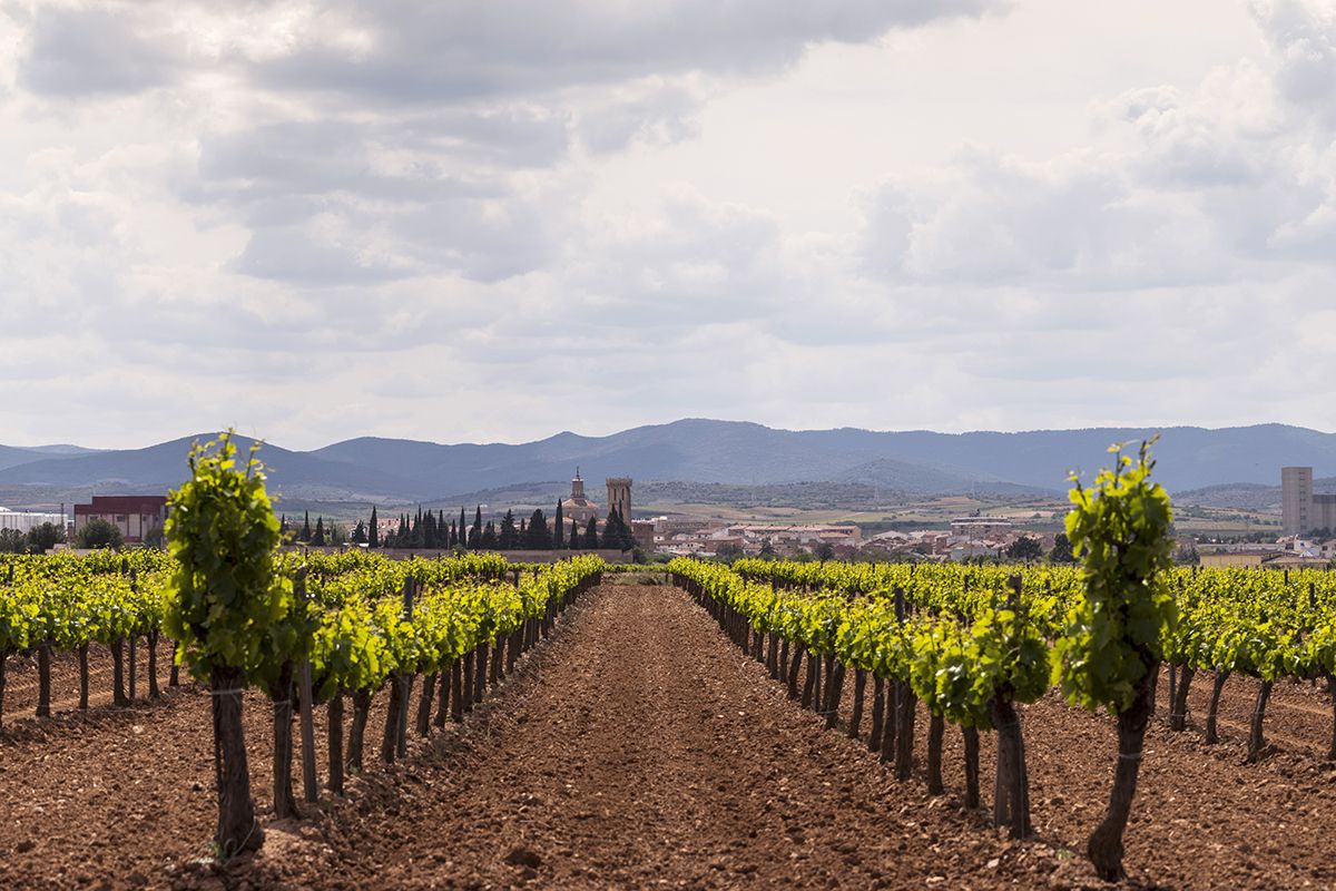 Viñedos de Cariñena