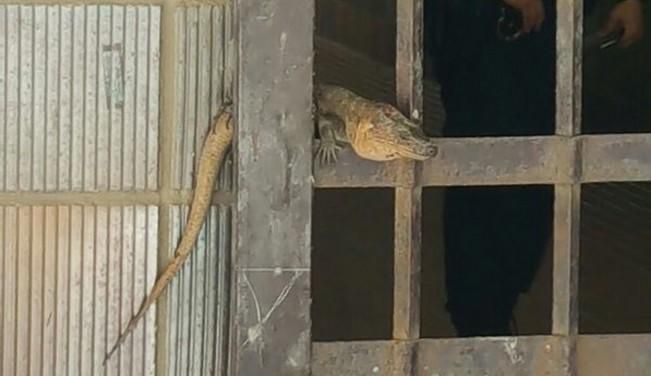 Localizado un reptil en Rafael Cabrera