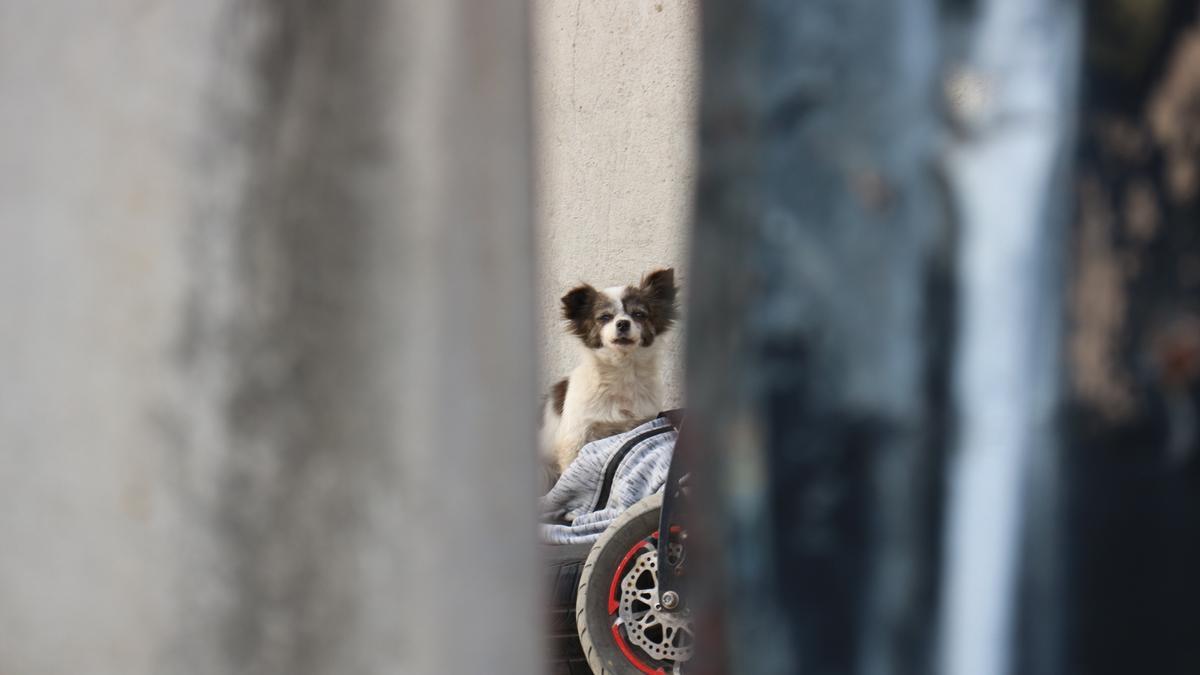 Un gos borda darrere d&#039;una porta en una de les barraques del Pla del Besòs, a Montcada i Reixac