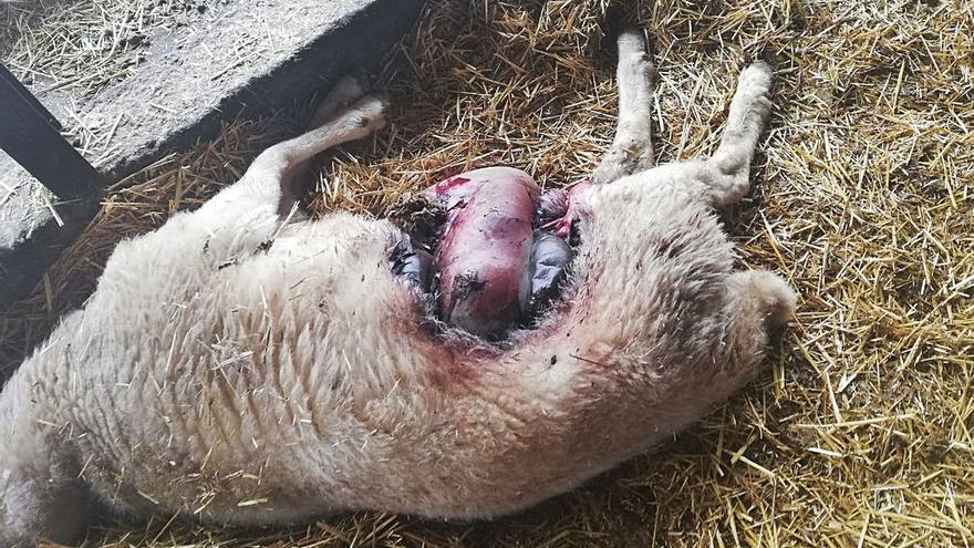 Heridas provocadas por los lobos en una de las ovejas muertas. | COAG