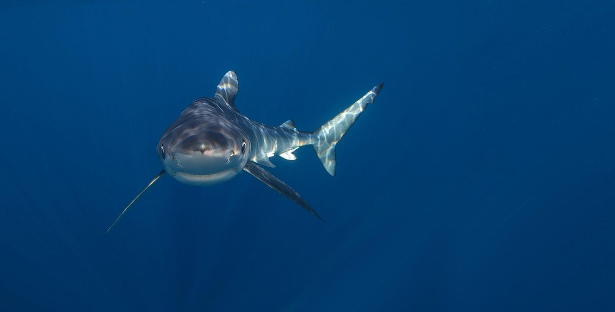 Tiburón azul captado por el fallecido Rogelio Herrera, al que este libro rinde tributo.