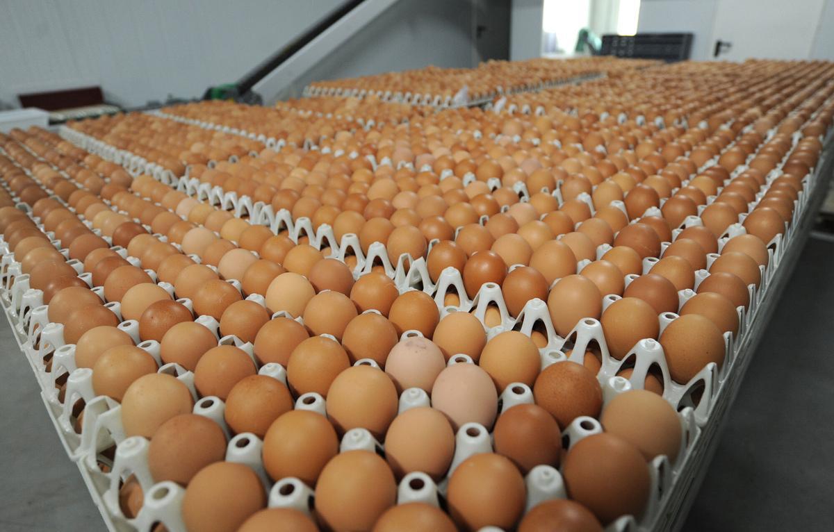 Una explotación de huevos camperos de Ferreriroa, en Agolada.