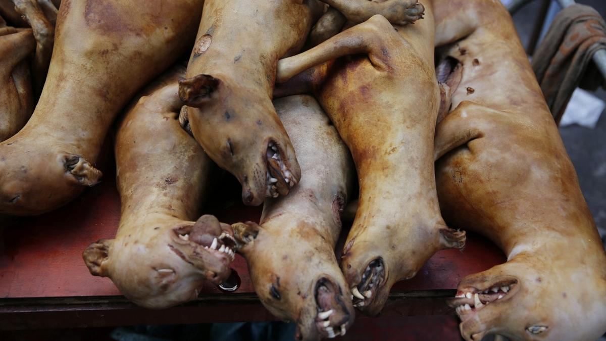 FESTIVAL DE CARNE DE PERRO EN CHINA