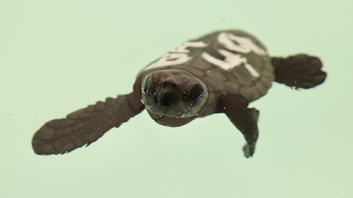 Una de las crías de tortuga boba, en el Cegma de Algeciras.