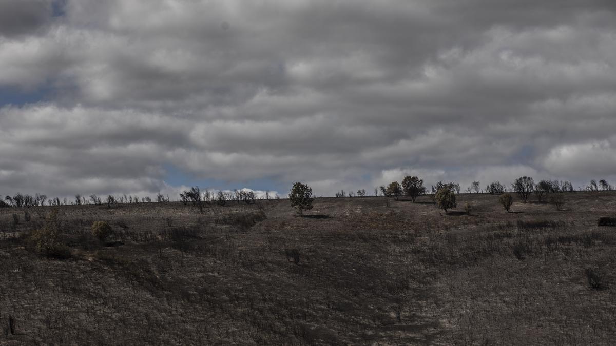 Terreno quemado en el incendio de Lober de Aliste