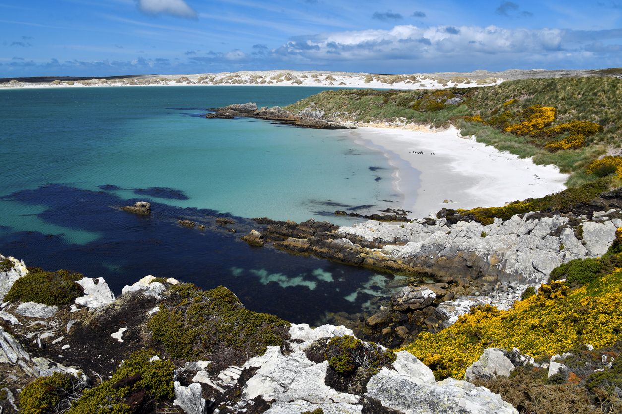 Gypsy Cove en las Malvinas.