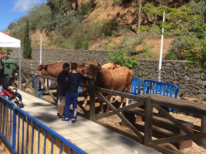 Montaña Alta de Guía celebra los 40 años de la Fiesta de Queso