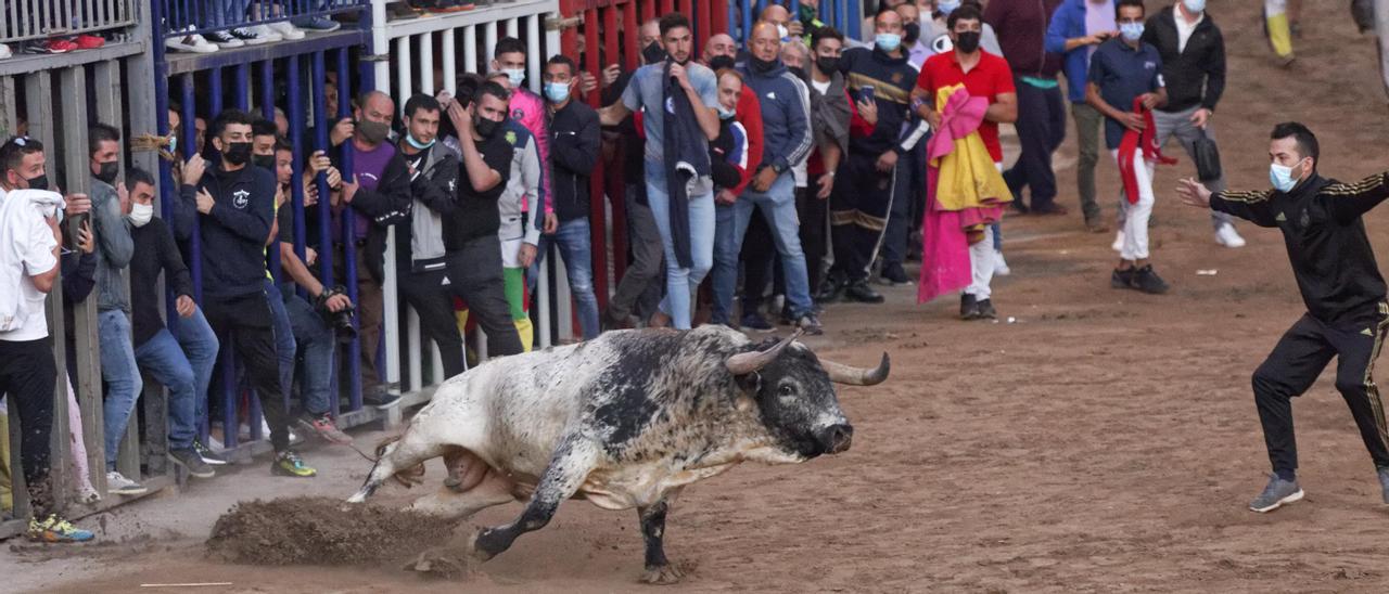 Imagen del toro de Torrestrella que exhibieron durante el primer sábado de la Fira d&#039;Onda.