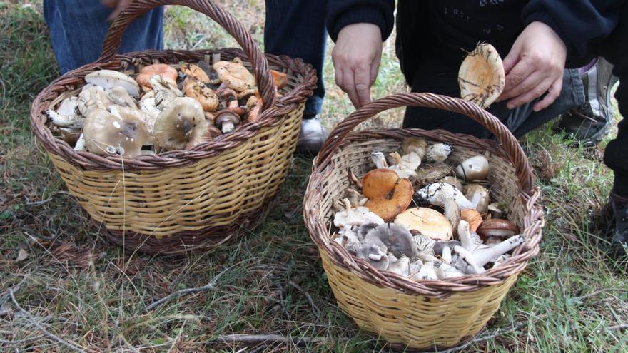 Uns boletaires del Solsonès mostren els bolets que han trobat en una imatge d&#039;arxiu · ACN