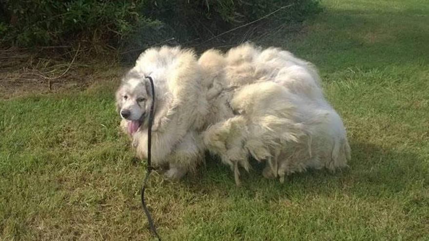 Lazarus, tal y como se lo encontró la protectora de animales.