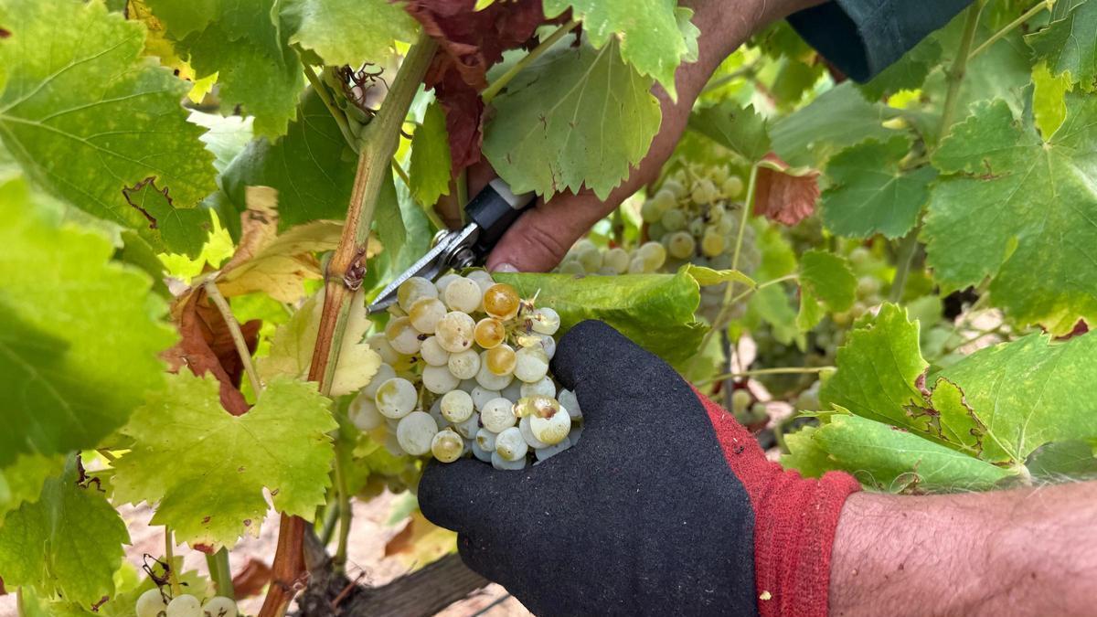 Un treballador de la verema recollint en un celler de Sant Climent Sescebes