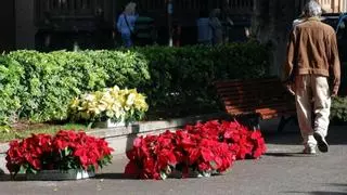 Un preaviso de huelga 'pone en peligro' la plantación de la flor de Pascua en Santa Cruz esta Navidad