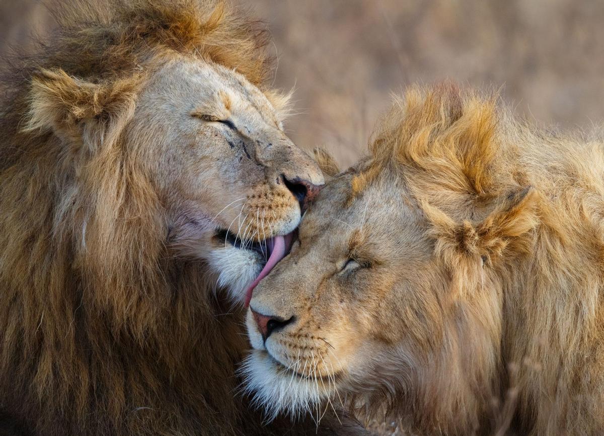 Leones en Ngorogoro, Tanzania.