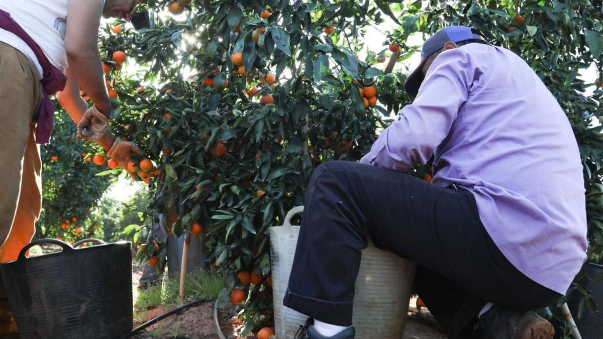 Recogida de la naranja en un 
campo de Betxí. | F. Gimeno