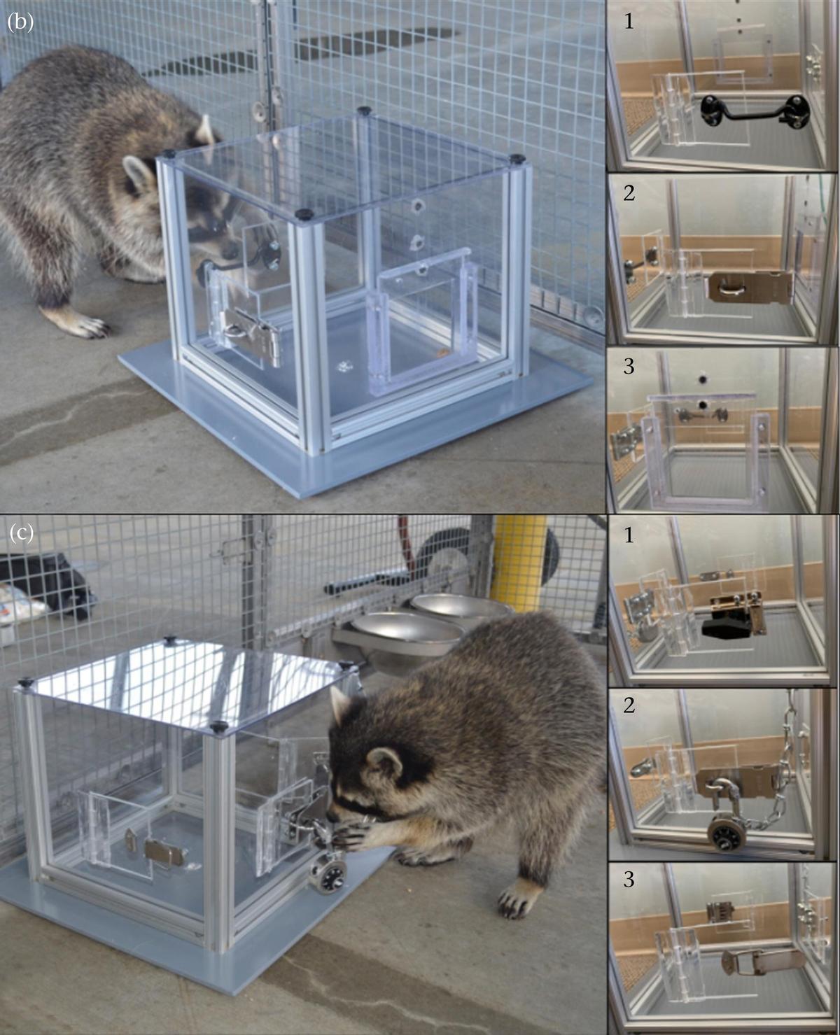 Uno de los mapaches, en plena prueba y, a la derecha, sistemas de cierre instalados
