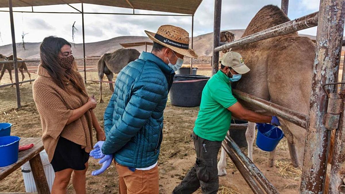 El doctor Bernard Faye y la doctora Konuspayeva observan las labores de ordeño de una camella canaria. | | LP/DLP