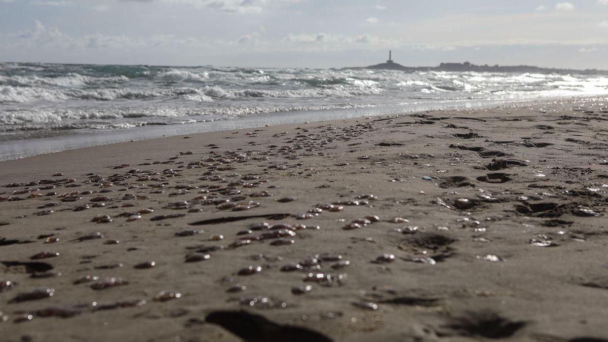 Una superpoblació de meduses pren la Manga del Mar Menor per Nadal Una superpoblació de meduses pren la Manga del Mar Menor per Nadal
