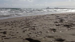 Una superpoblació de meduses pren la Manga del Mar Menor per Nadal