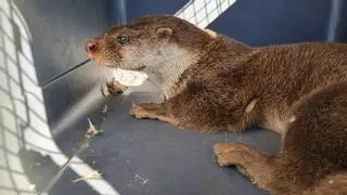 Capturan una nutria en pleno barrio de Fátima entre el revuelo de los vecinos