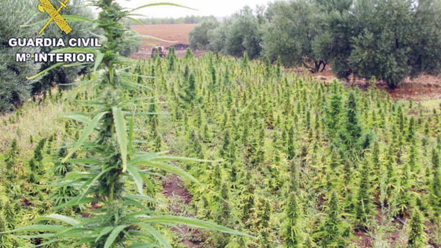 La mayor plantación de marihuana florecía en Albacete