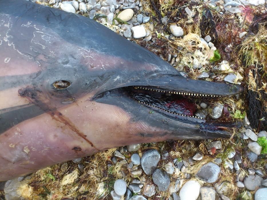 Delfín muerto en la costa de Gijón