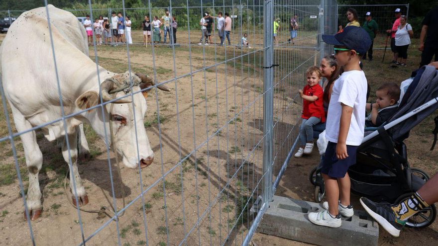 La vaca del concurso de Cea se encierra en un recinto vallado . | Noé Parga