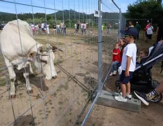 Más de 1.800 apuestas para adivinar dónde defeca la vaca pudorosa de Cea