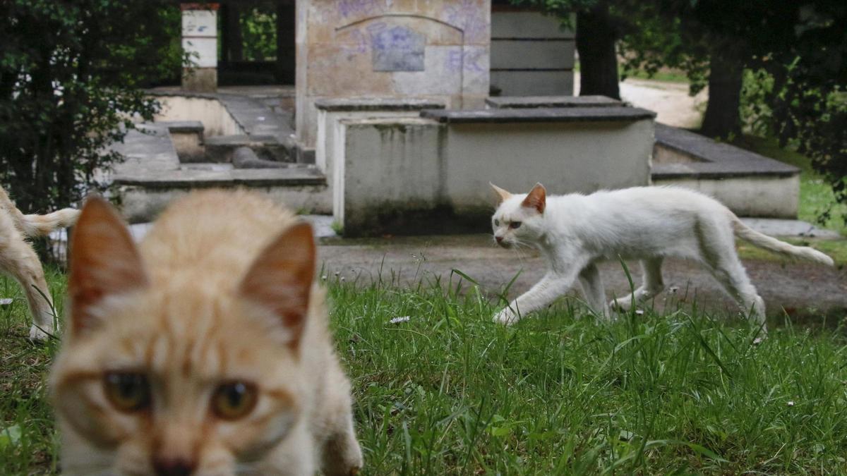 Gatos callejeros en una imagen tomada en Gijón.