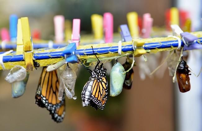 MARIPOSAS GRANJA