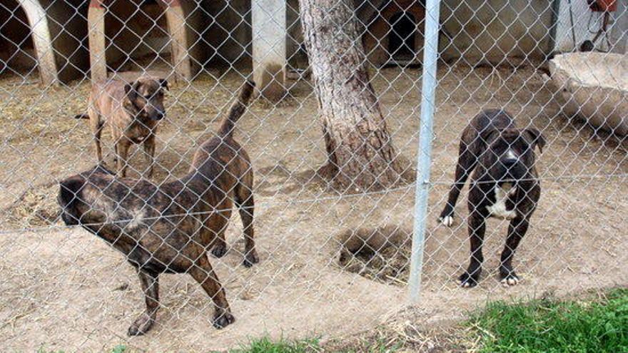 Gossos de races potencialment perilloses a la protectora de Figueres