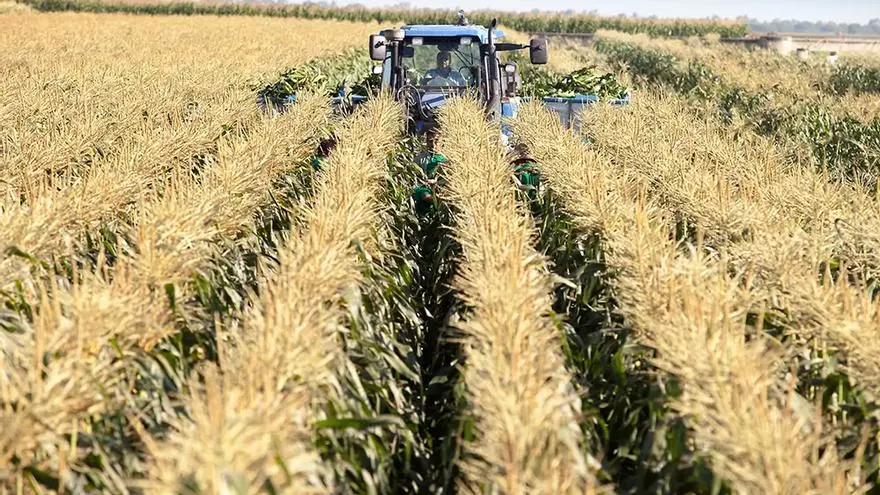 Los británicos comen mazorcas de maíz dulce de Sevilla: la segunda productora de la UE está en Arahal