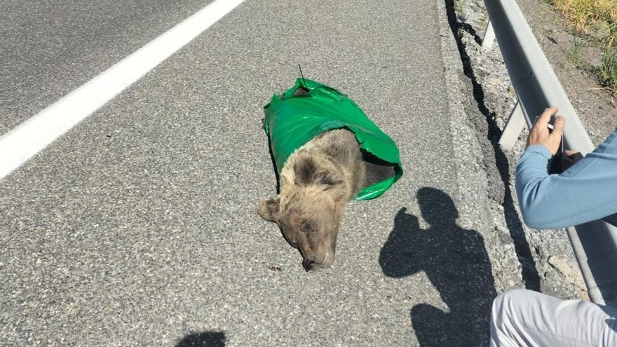 Hallado un oso joven muerto tras ser atropellado en la vertiente leonesa de la Autopista del Huerna