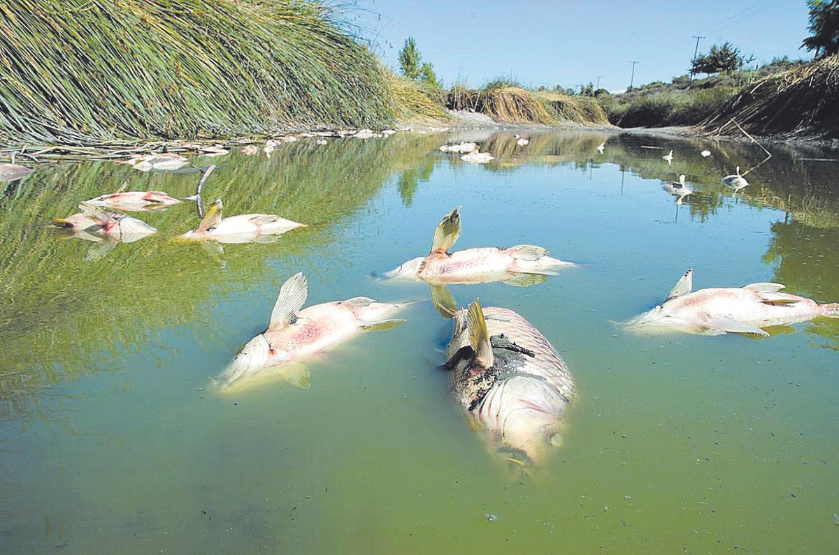 Peixos morts en un riu, espais que hauran de ser restaurats