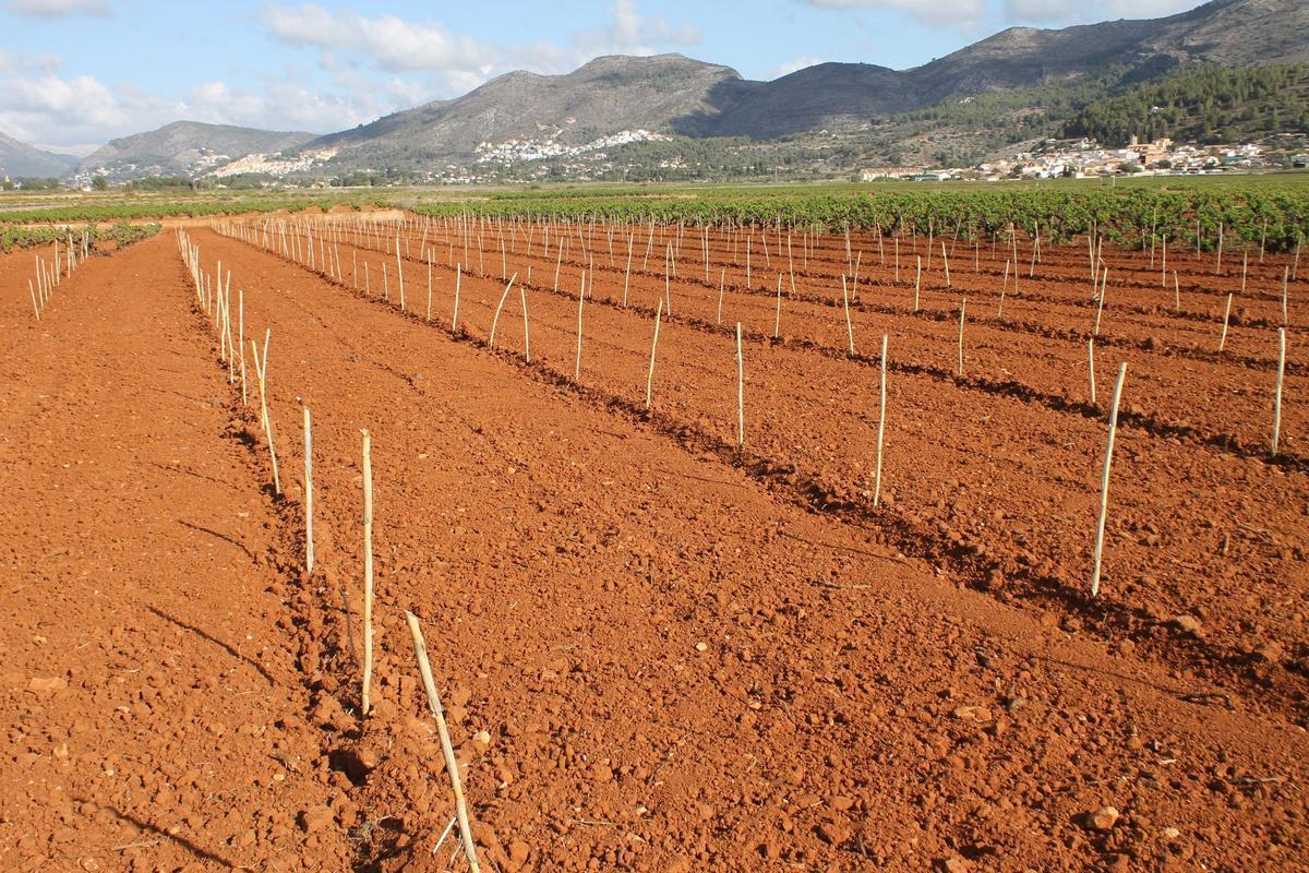 Nueva plantación de viñedo en Llíber