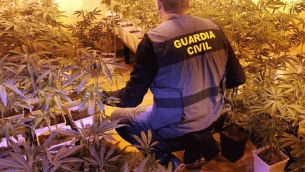 Un agente de la Guardia Civil en el interior de la vivienda destinada al cultivo de cannabis.