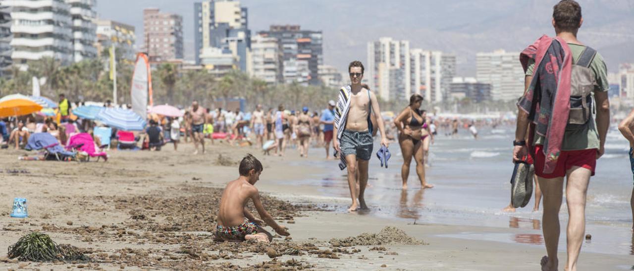 La Playa de San Juan, en Alicante, ayer con varios tramos con algas en la orillas.